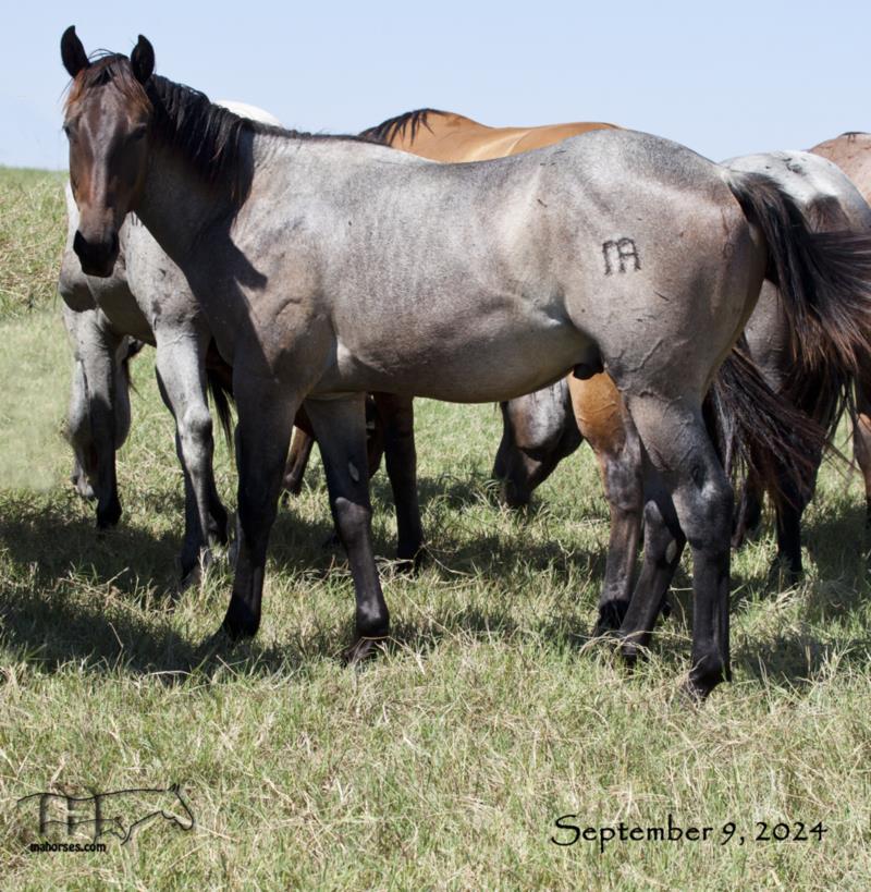 Brown Kerri's 2023 Roan Colt